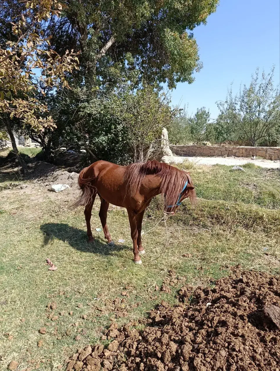 اسب کرد|اسب و تجهیزات اسبسواری|آذرشهر, |دیوار