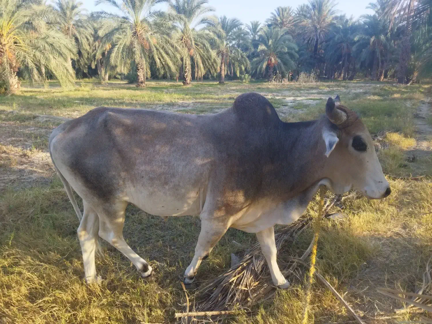 کاوه چاگ چله|حیوانات مزرعه|مهرستان, |دیوار