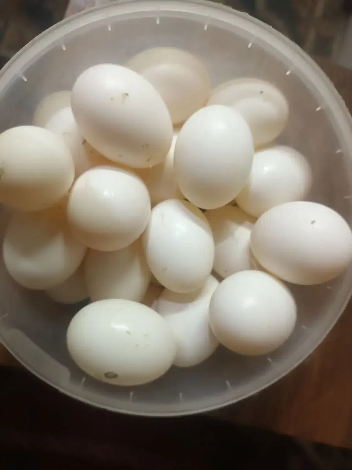 تخم کبوتر|حیوانات مزرعه|قم, ناصردیوان|دیوار