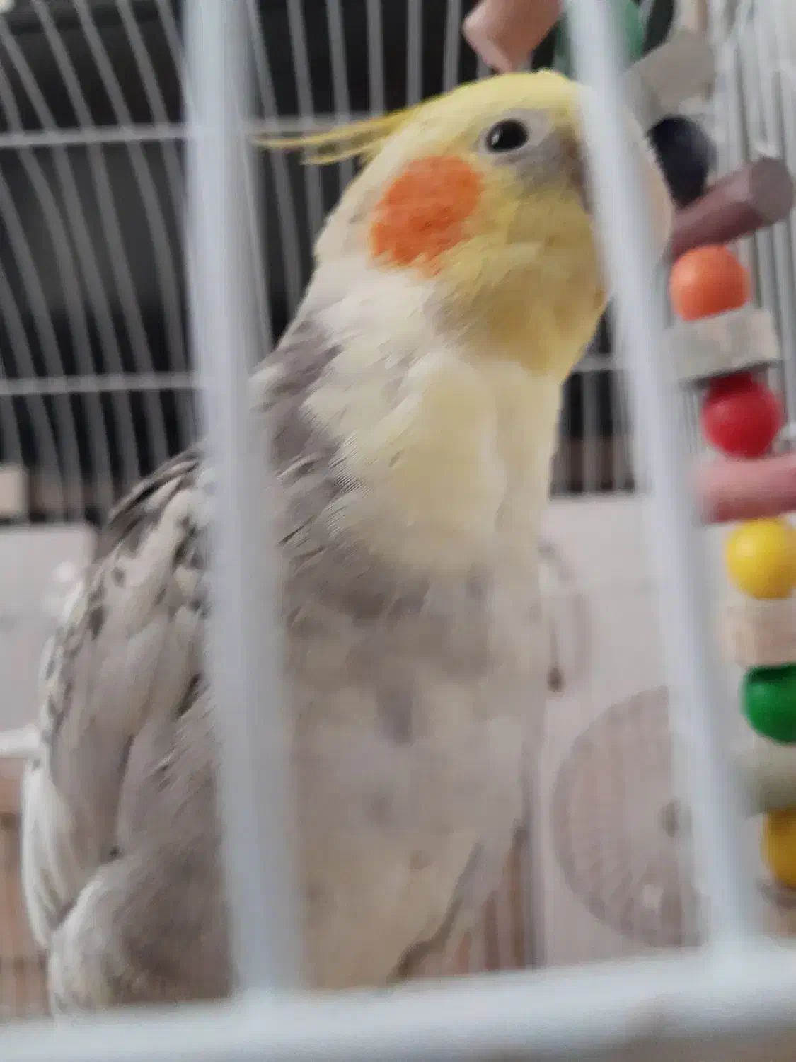 عروس هلندی|پرنده|ری, هاشم‌آباد|دیوار