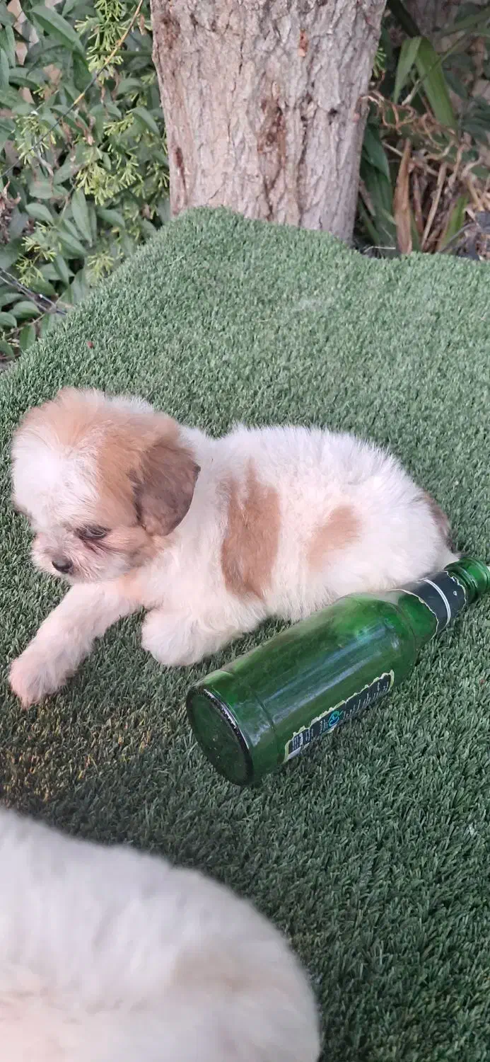 توله شیتزو تری کالر سوپر فلت|سگ|هادی شهر, |دیوار