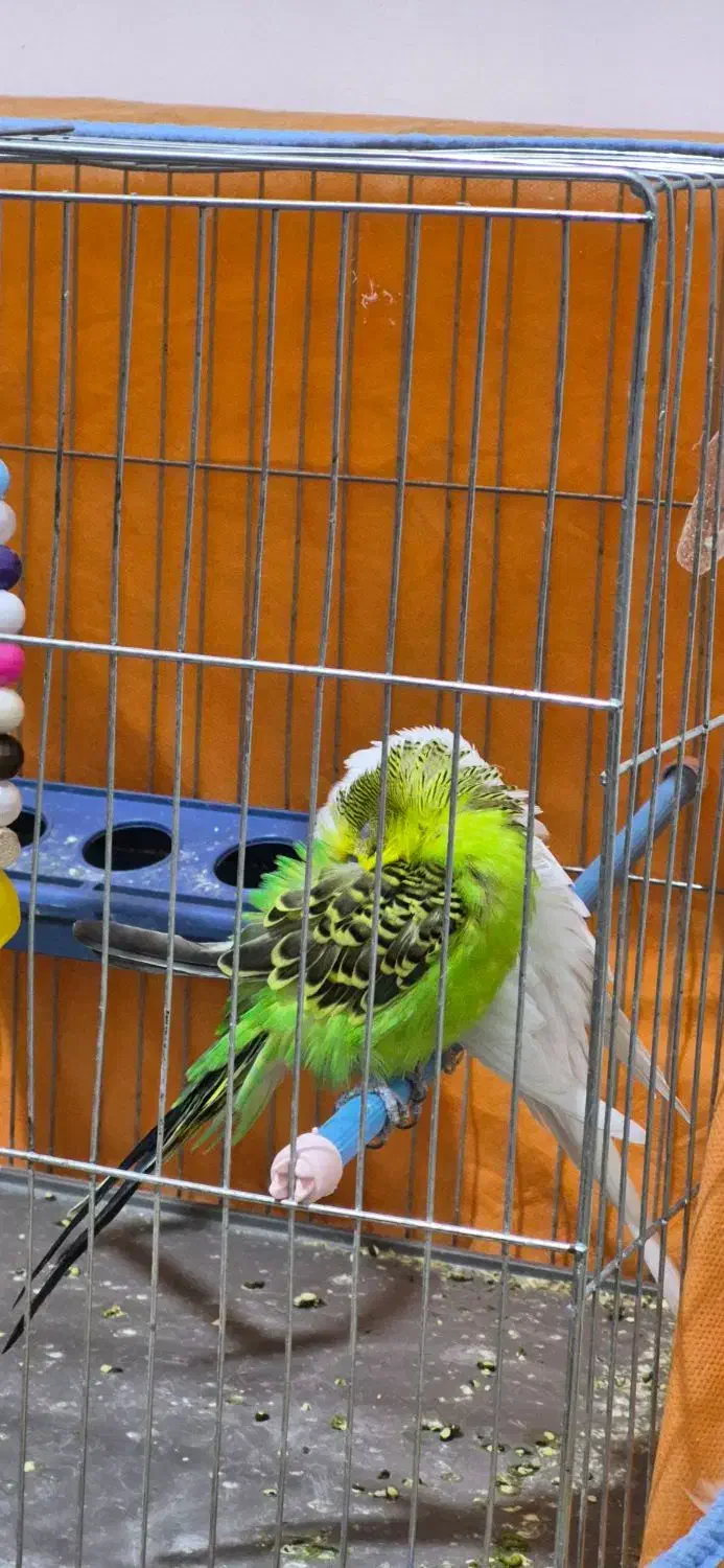 مرغ عشق|پرنده|شهرکرد, |دیوار