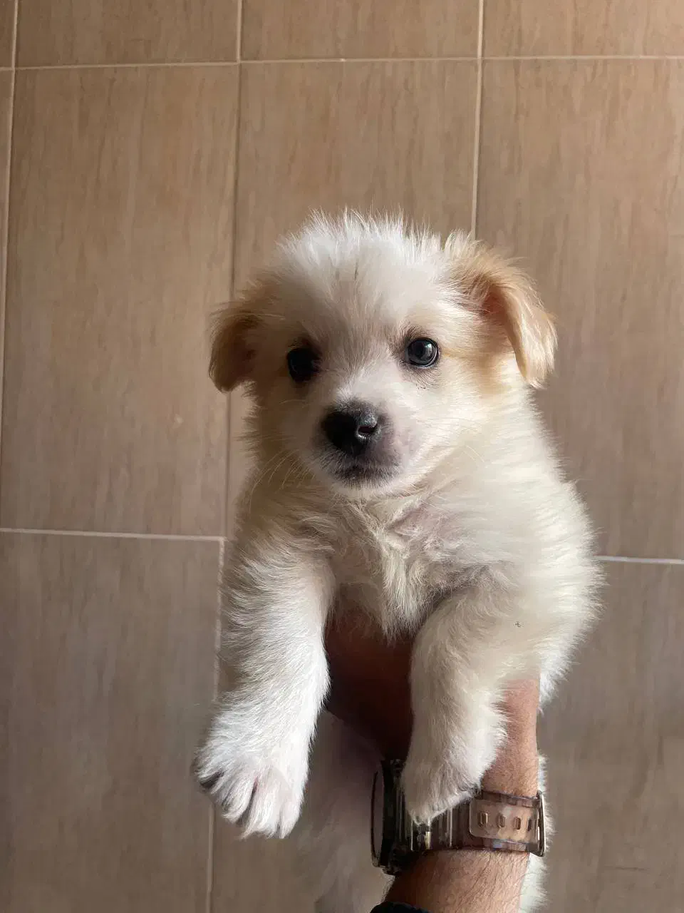 پامر اشپیتز خرسی|سگ|اصفهان, آبشار|دیوار