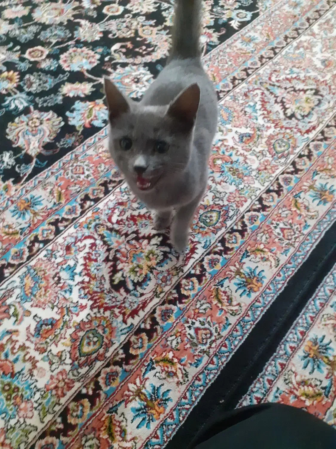 واگذاری گربه خونگی|گربه|قوچان, |دیوار