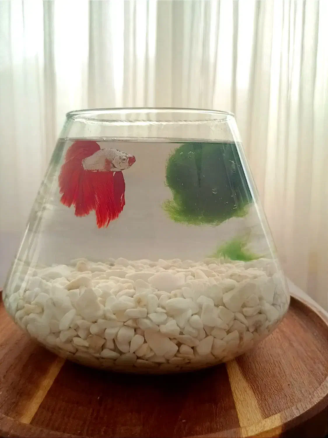 تنگ پینترستی|ماهی|بندرعباس, |دیوار