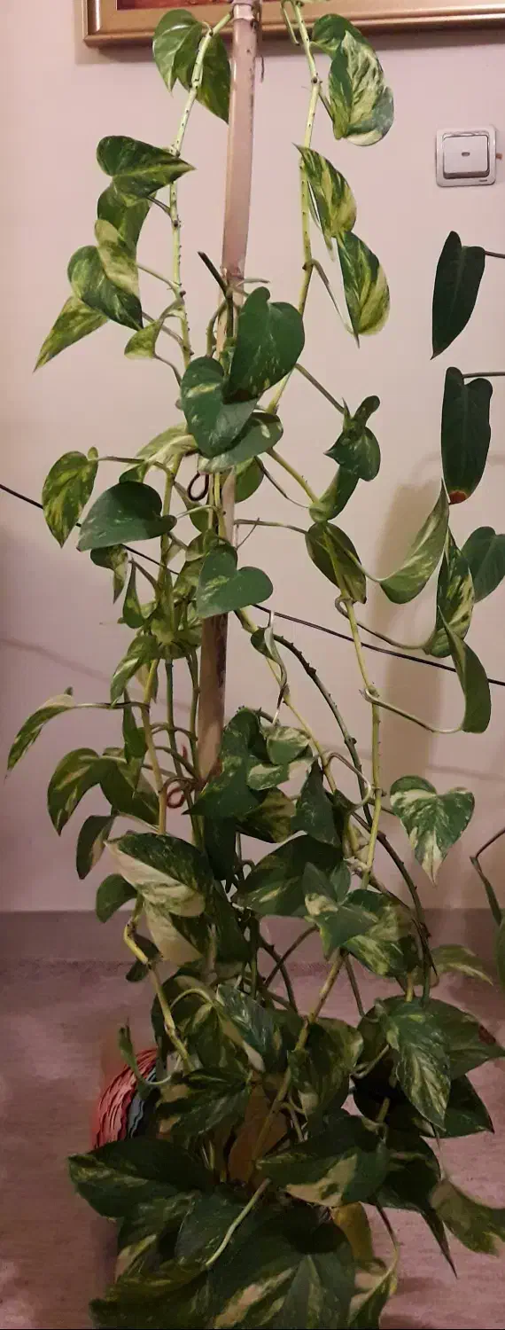 قلمه سینگونیوم و پتوس|گل و گیاه طبیعی|تهران, مجیدیه|دیوار