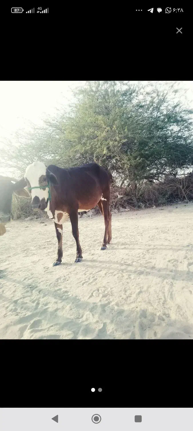 فروش گاو ماده|حیوانات مزرعه|کنارک, |دیوار
