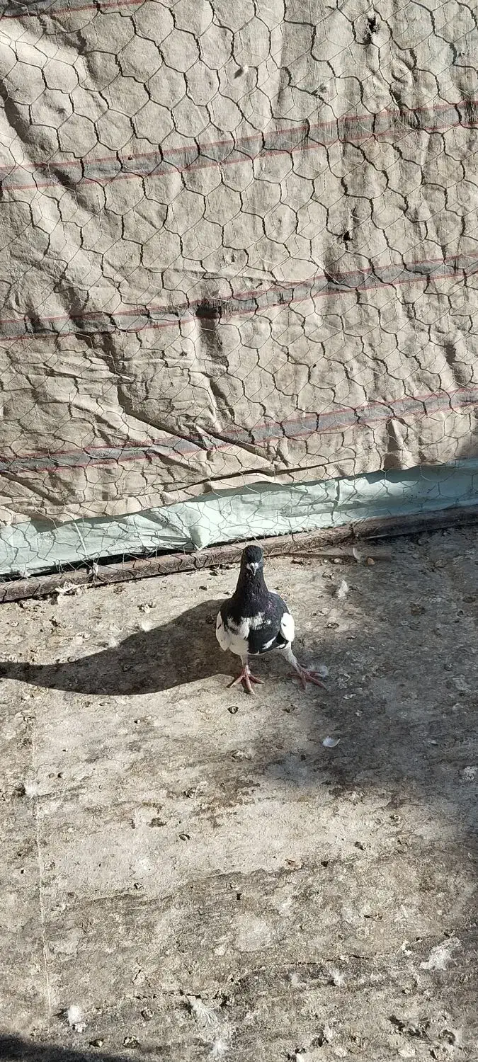 کفتر یال سیاه|پرنده|شیراز, تندگویان|دیوار