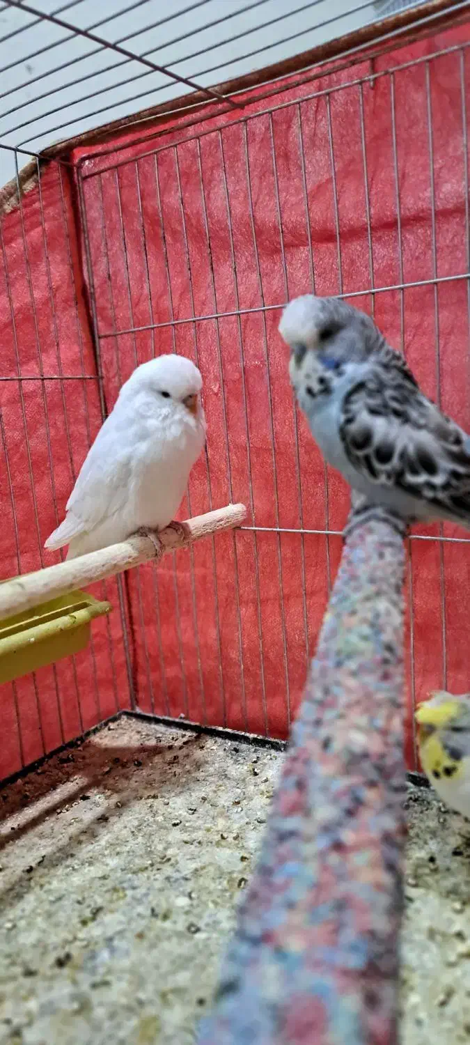 مرغ عشق انگلیسی|پرنده|سراوان, |دیوار