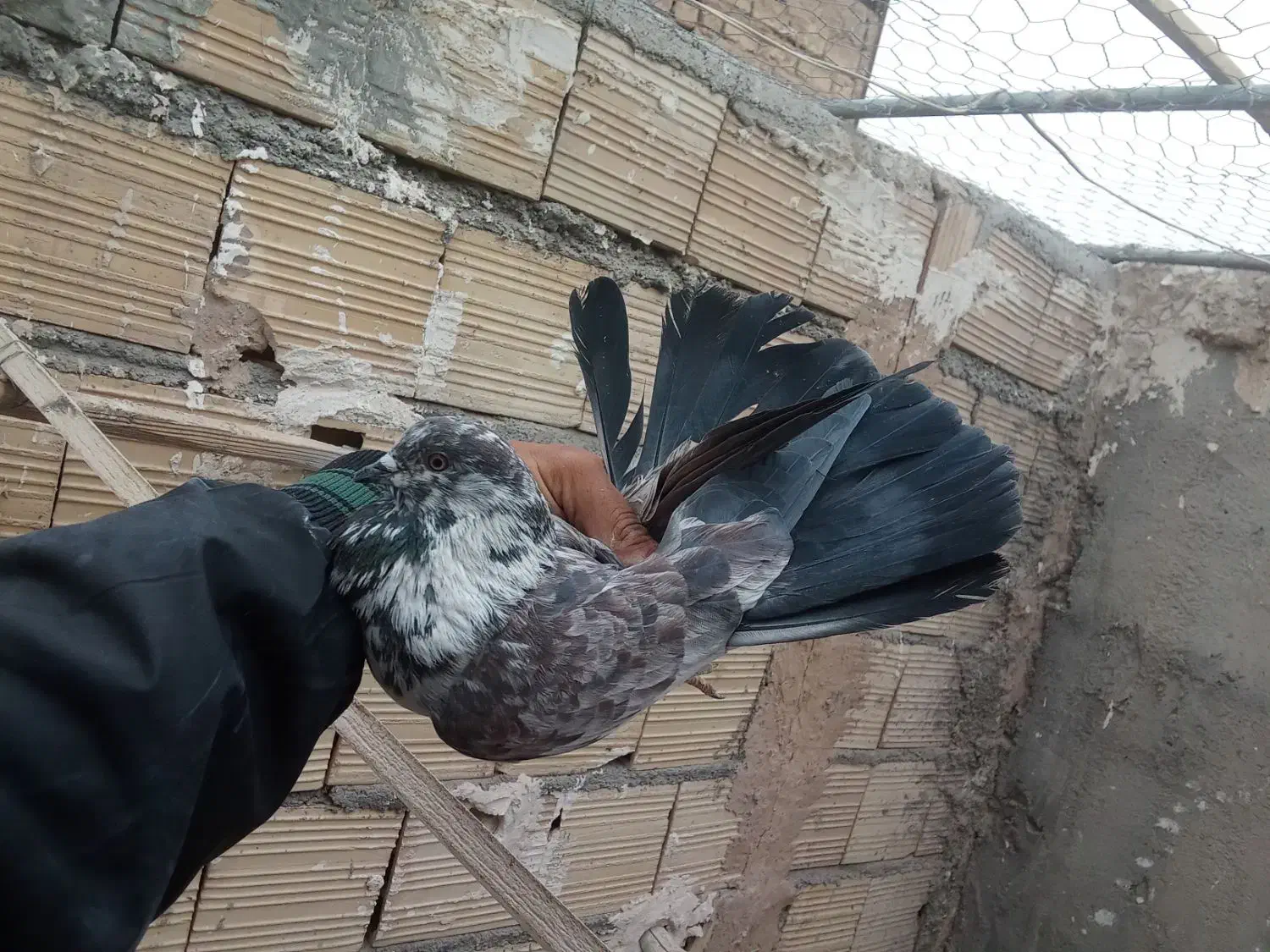 کفتر نر های نسل درست|پرنده|قم, زند آباد|دیوار