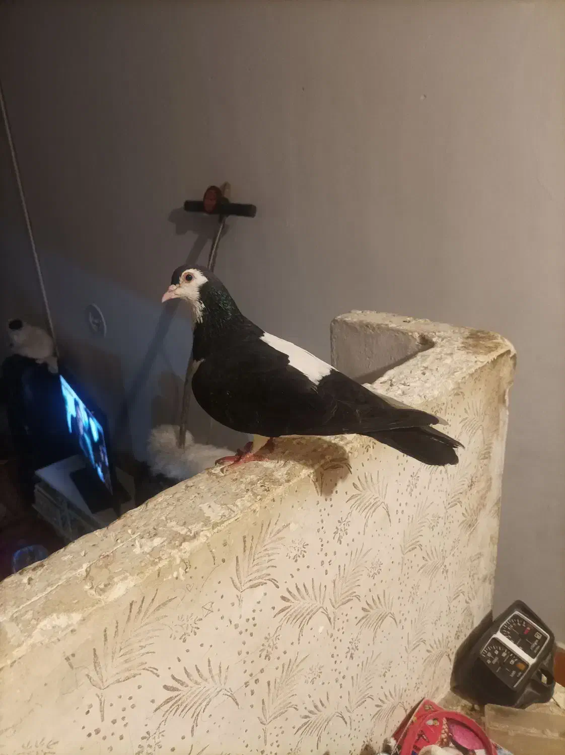 دو عدد کبوتررنگه|پرنده|مشهد, انصار|دیوار