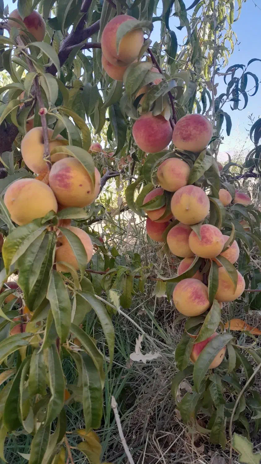 نهال فروشی|خدمات باغبانی و درختکاری|سنندج, |دیوار