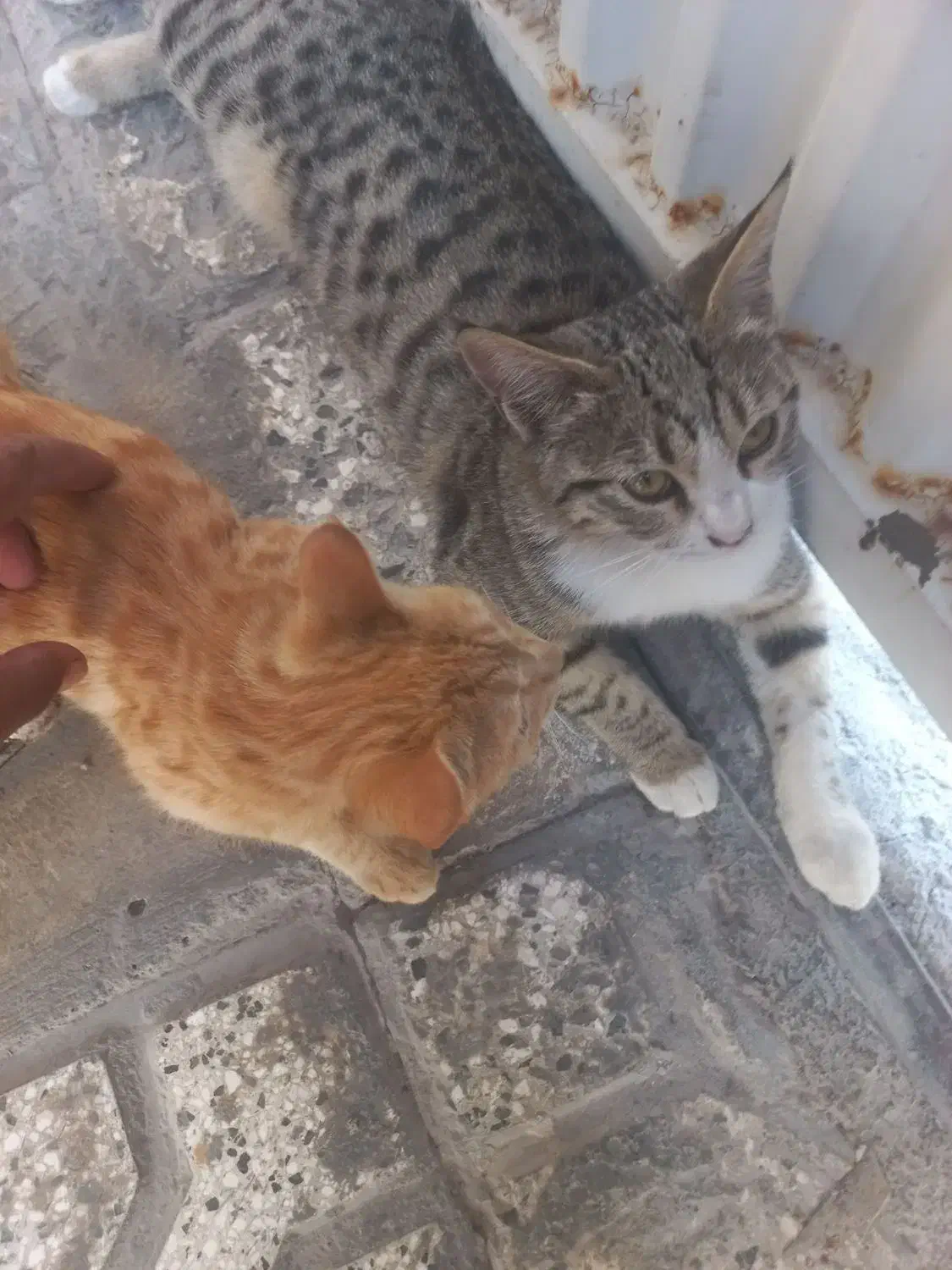 واگذاری رایگان دو گربه ماده|گربه|نیشابور, هفده شهریور|دیوار