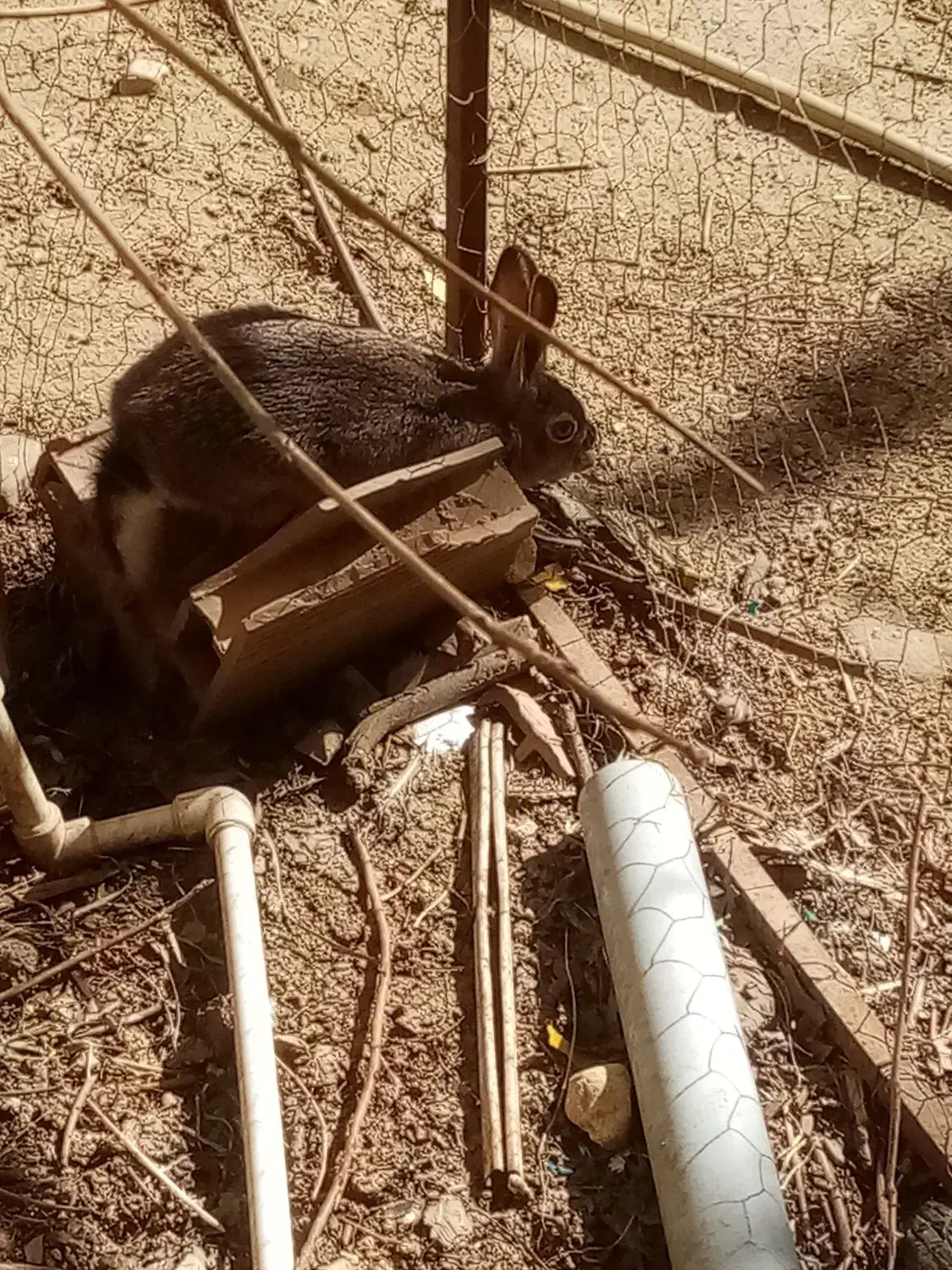 خرگوش صحرایی|موش و خرگوش|مینودشت, |دیوار