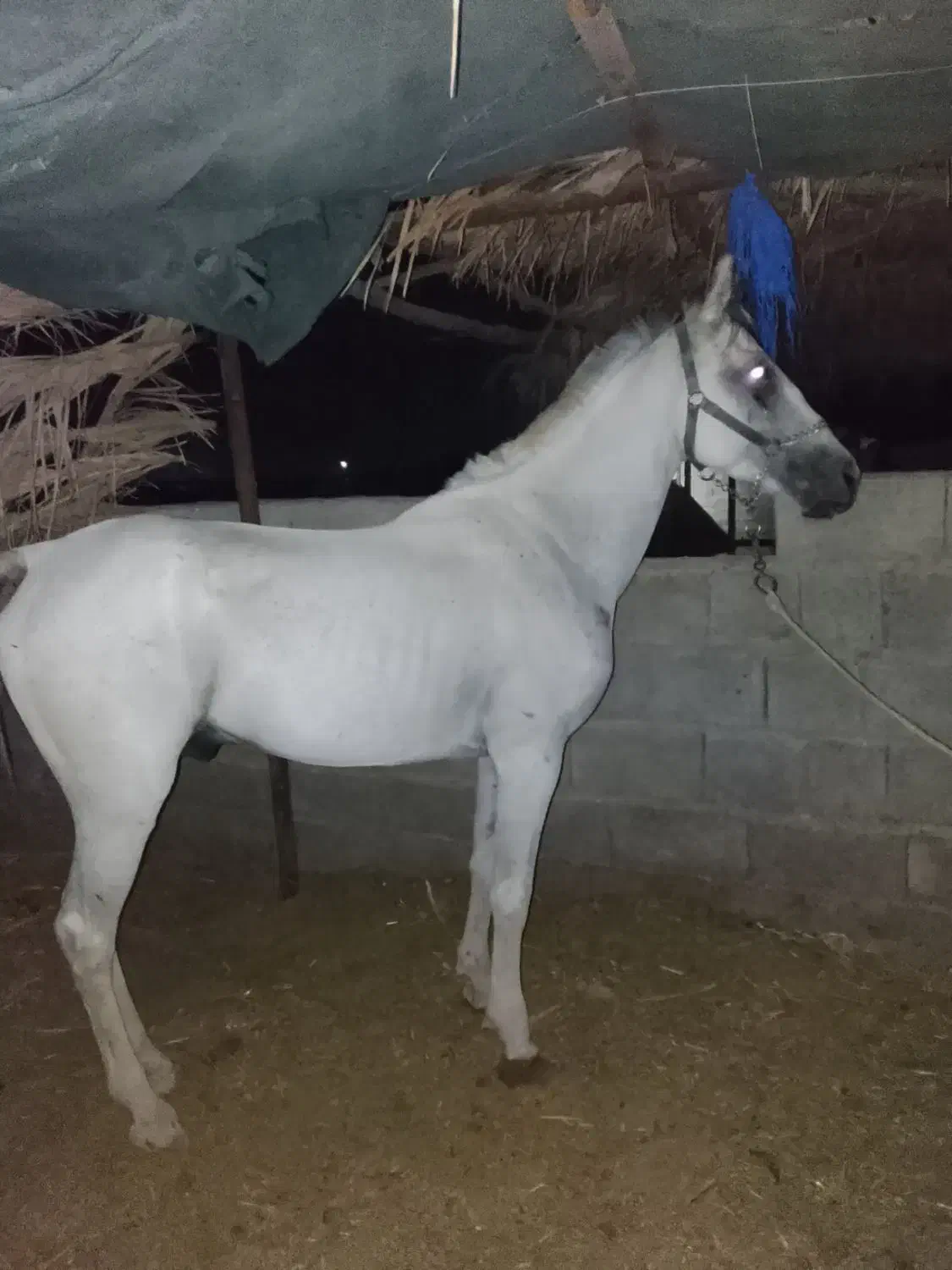 اسب نریان|اسب و تجهیزات اسب‌سواری|جیرفت, |دیوار