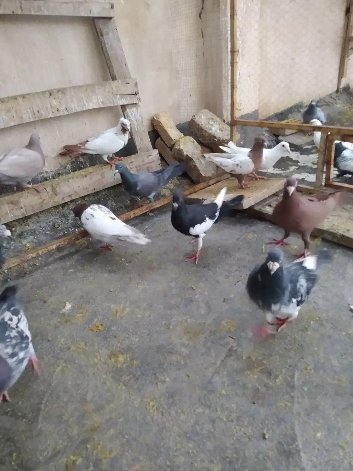 تعدادی کبوتر دورگ وپلاکی|پرنده|فولادشهر, زاینده رود|دیوار