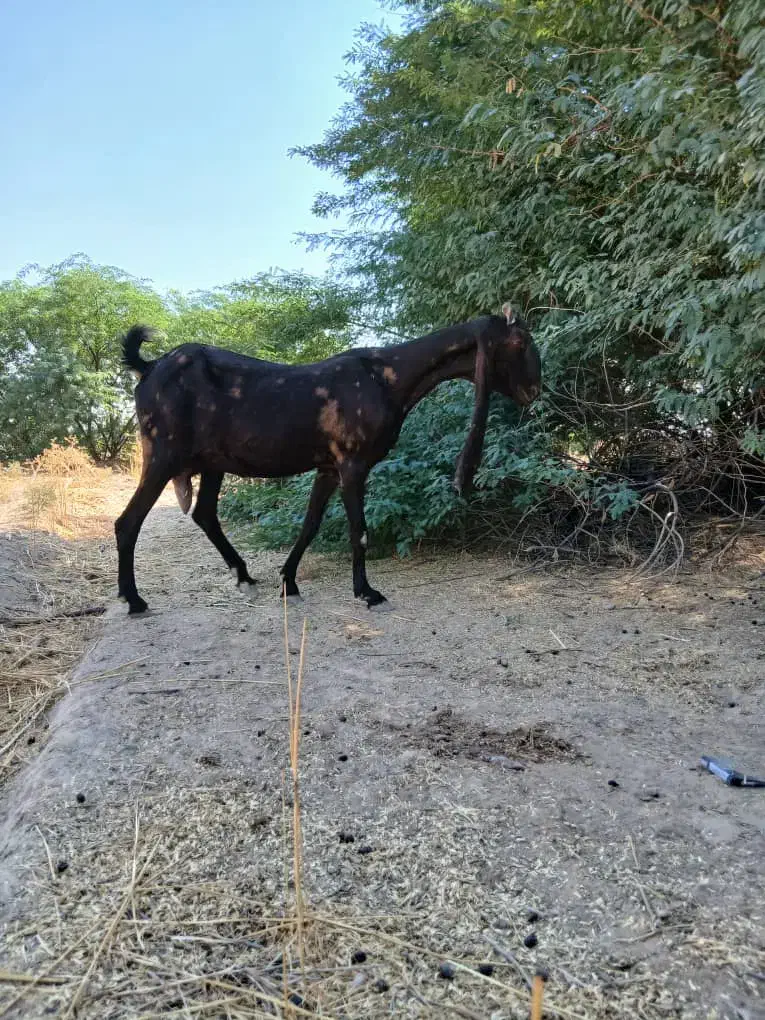 بز پاکستانی|حیوانات مزرعه|اهواز, علی آباد|دیوار