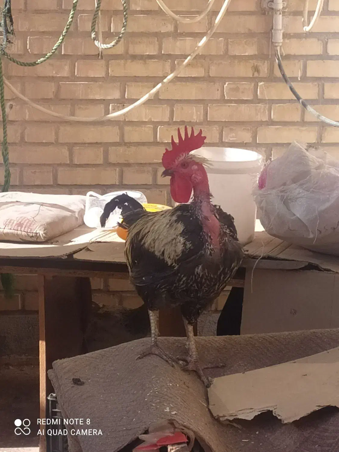 خروس گردن لخت|حیوانات مزرعه|بهبهان, |دیوار