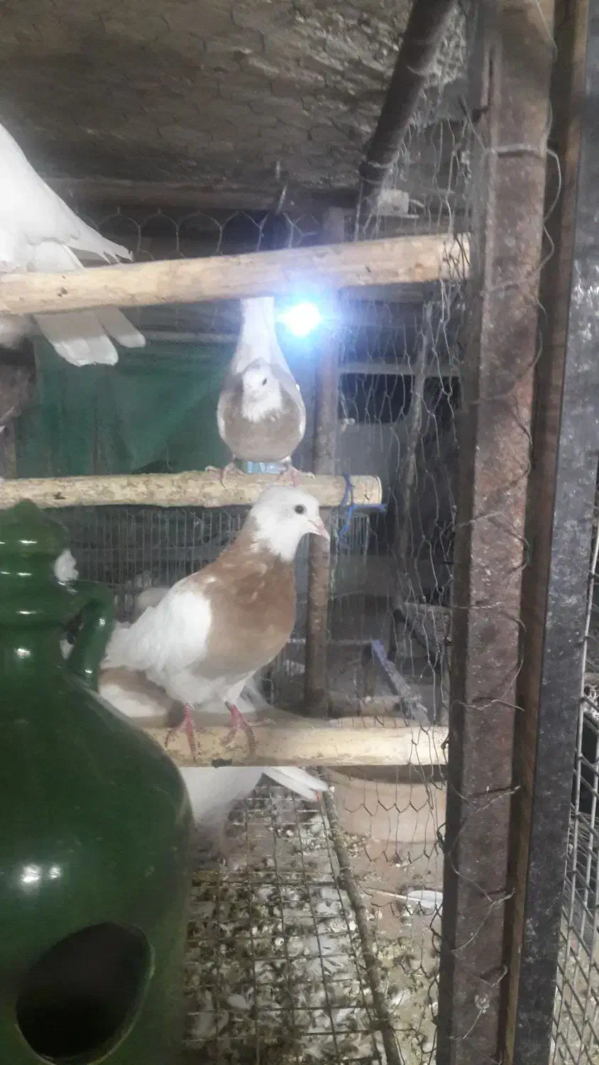 کبوتر طوقی|پرنده|کرمانشاه, |دیوار