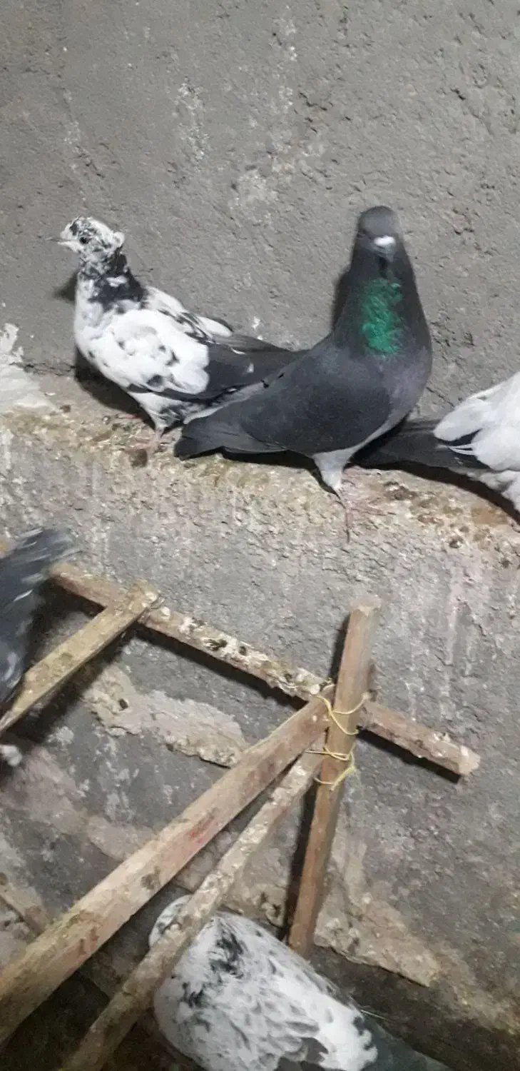 تعدادی کبوتر خوب|پرنده|کاشان, مشکات|دیوار