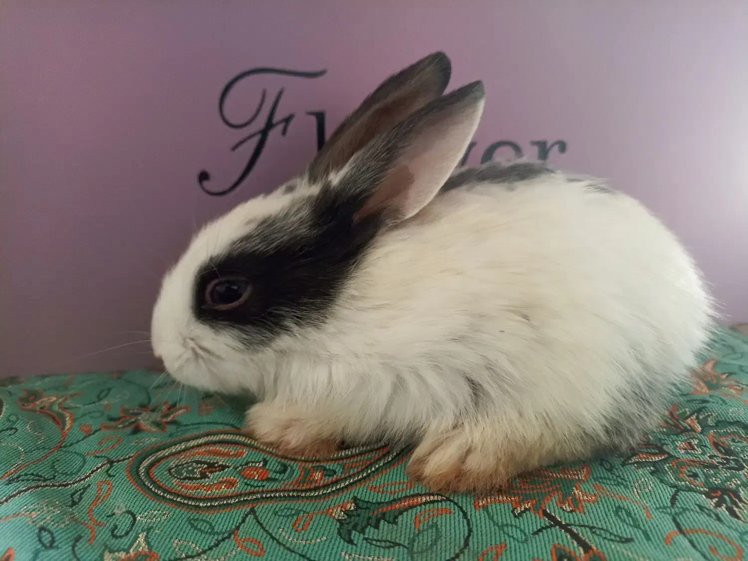 بچه خرگوش|موش و خرگوش|مرودشت, مجد آباد|دیوار