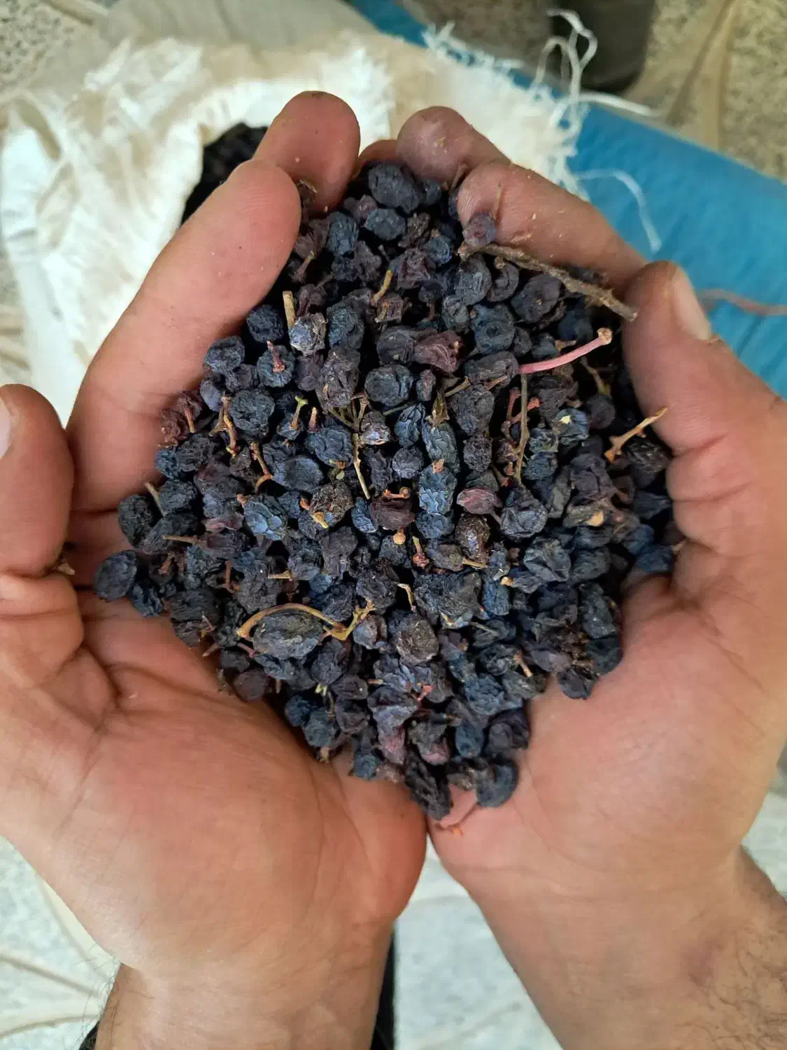 کشمش یاقوتی آفتابی|خوردنی و آشامیدنی|قزوین, |دیوار