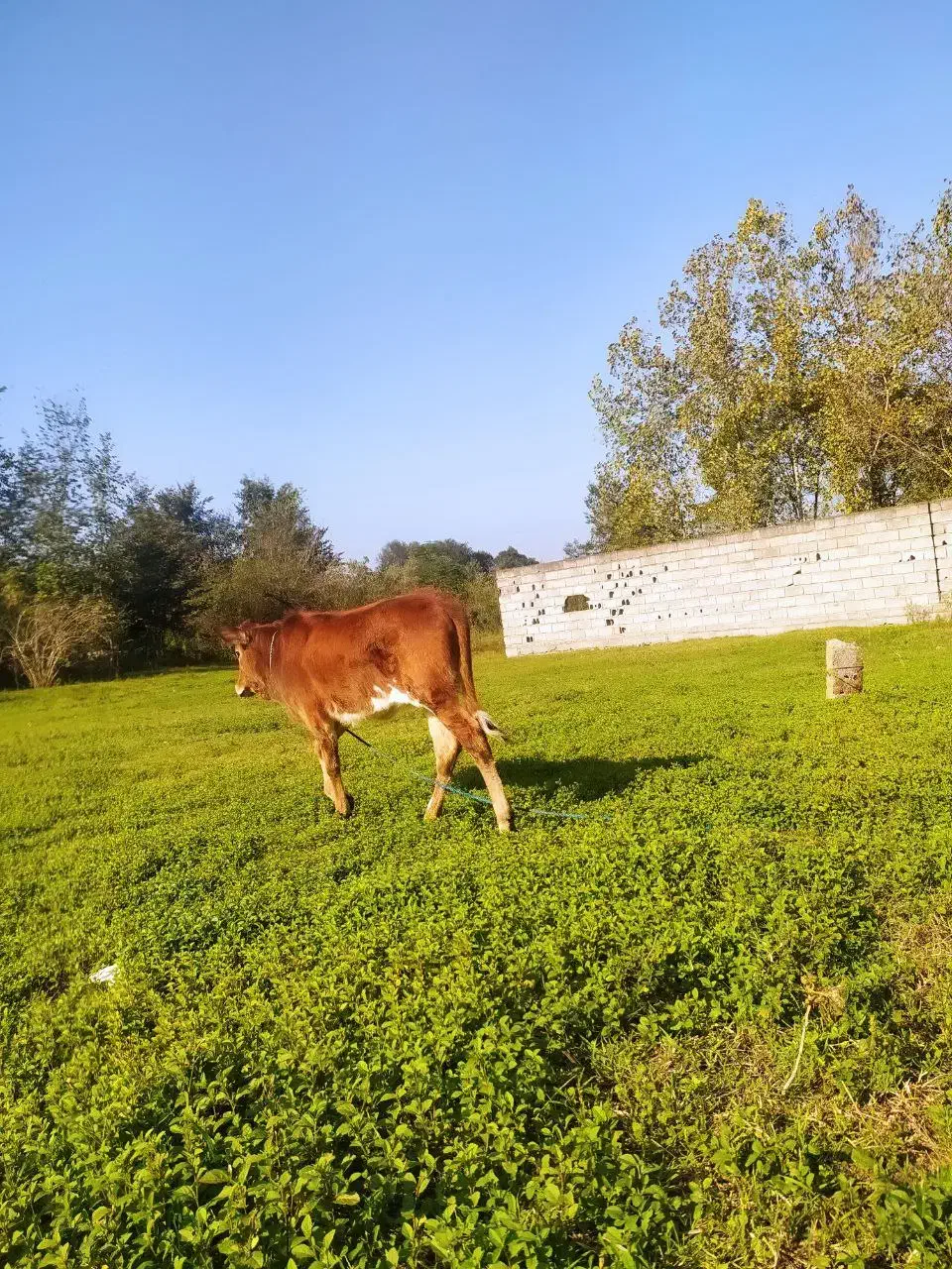 گاو گوساله محلی|حیوانات مزرعه|املش, |دیوار