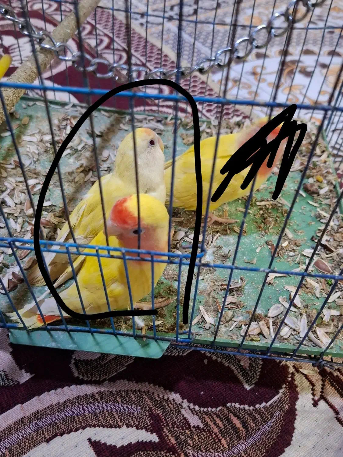 طوطی برزیلی|پرنده|خرمشهر, |دیوار