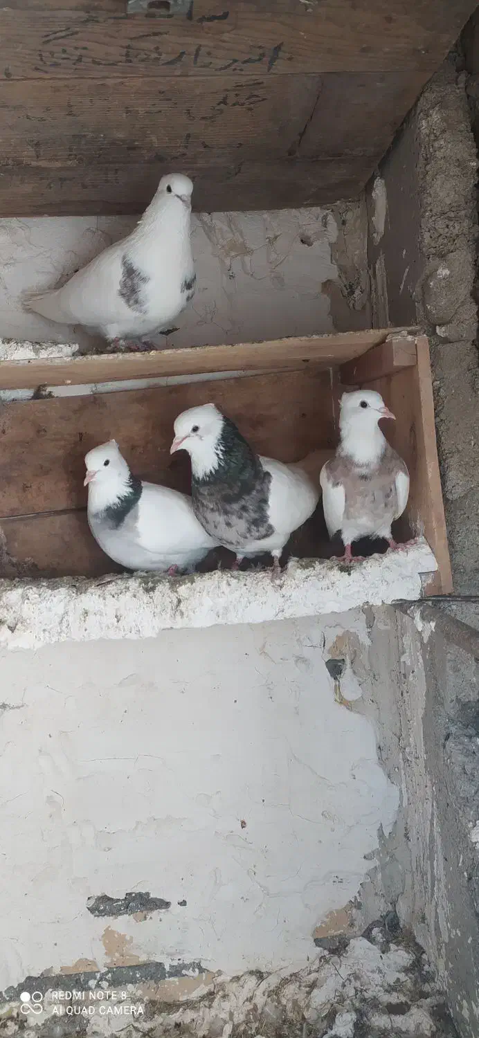 کفتر|پرنده|دیواندره, |دیوار