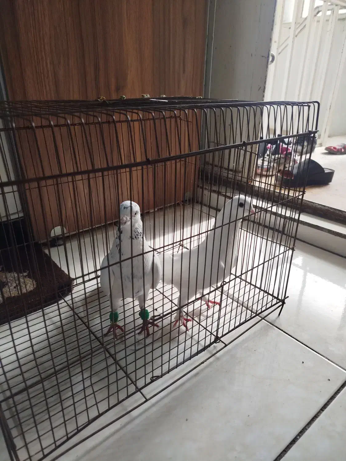 کبوتر|پرنده|شیراز, صاحب الزمان|دیوار