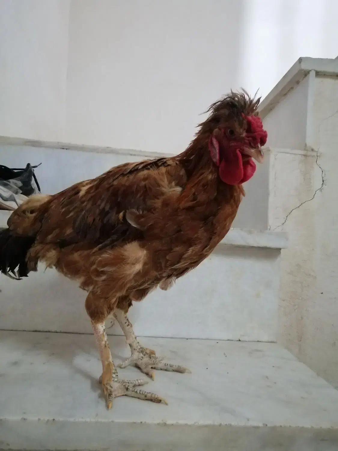 خروس جوانه قلدر|حیوانات مزرعه|کاشمر, |دیوار