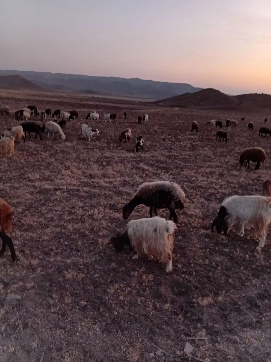 20 عدد بز دامازلخ|حیوانات مزرعه|خواجه, |دیوار