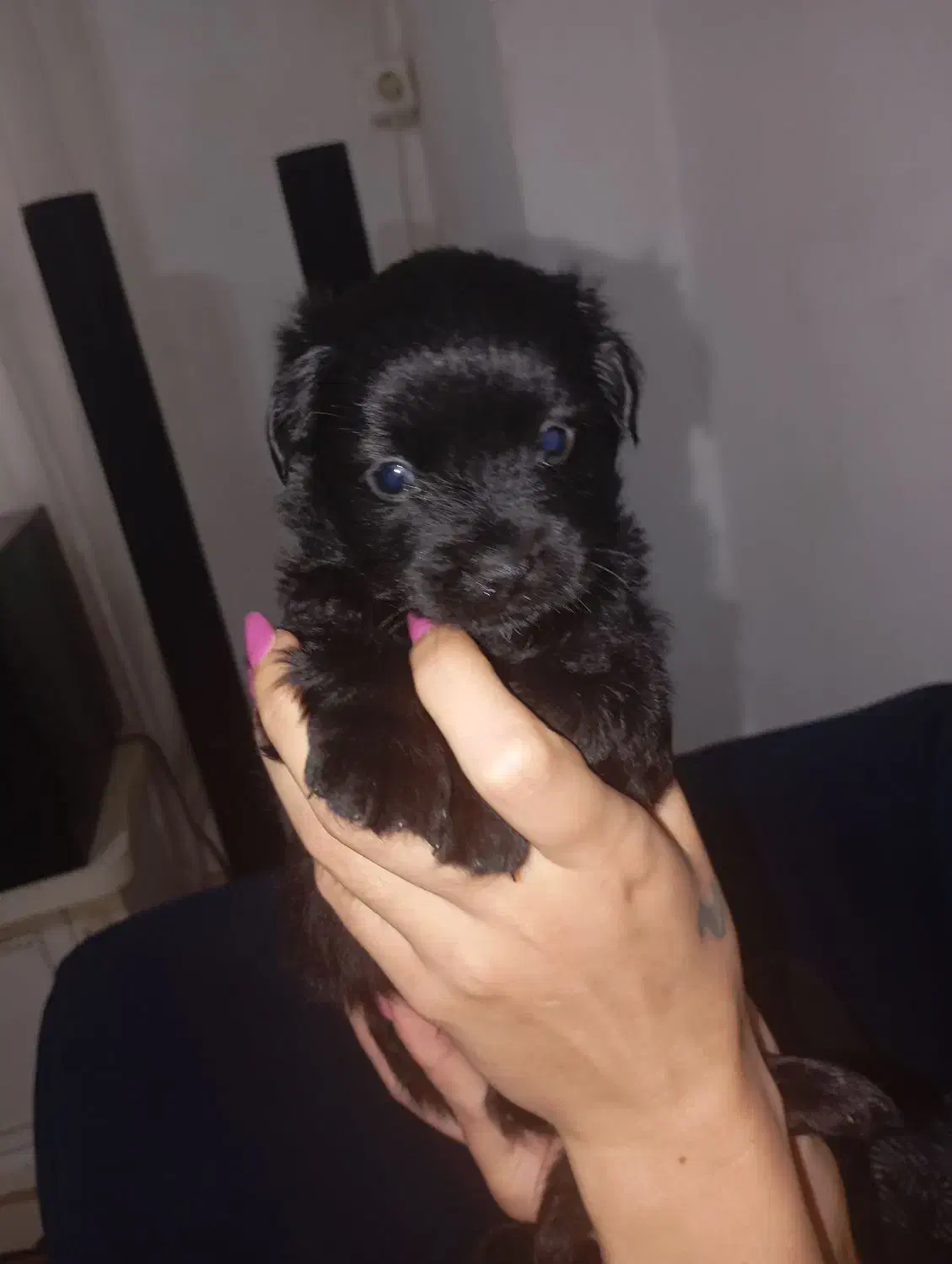 سگ بامزه|سگ|بندر انزلی, لیچارگی حسن رود|دیوار