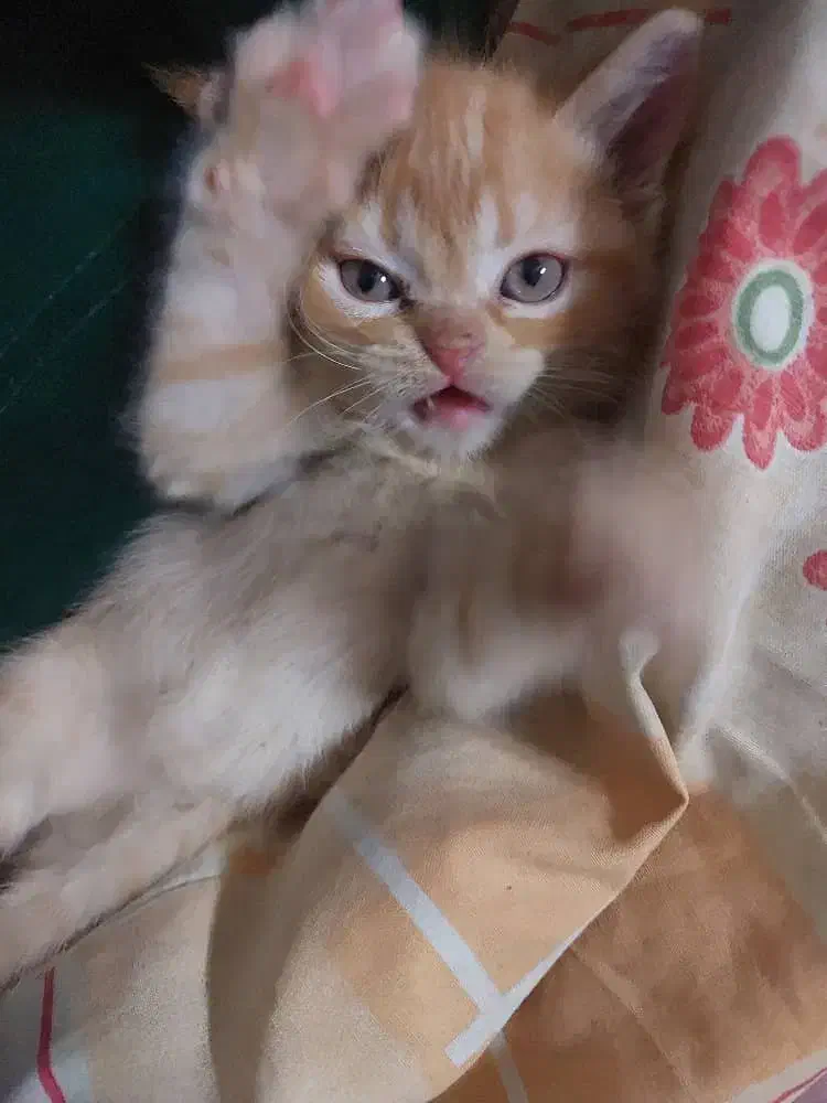 دو عدد گربه پرشین|گربه|زاهدان, |دیوار