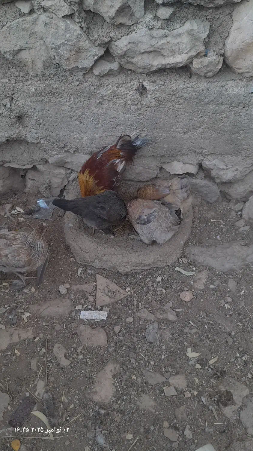 خروس محلی-سردسیری۸۰۰تومان|حیوانات مزرعه|سرفاریاب, |دیوار