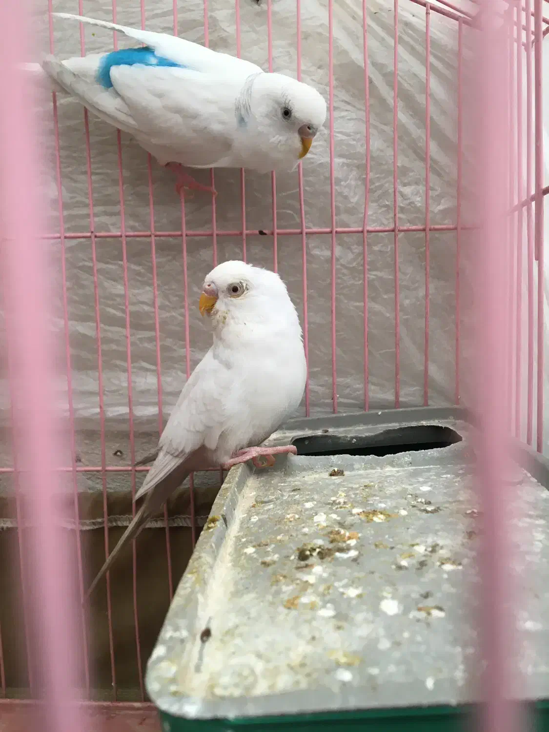 مرغ عشق|پرنده|مشکیندشت, |دیوار