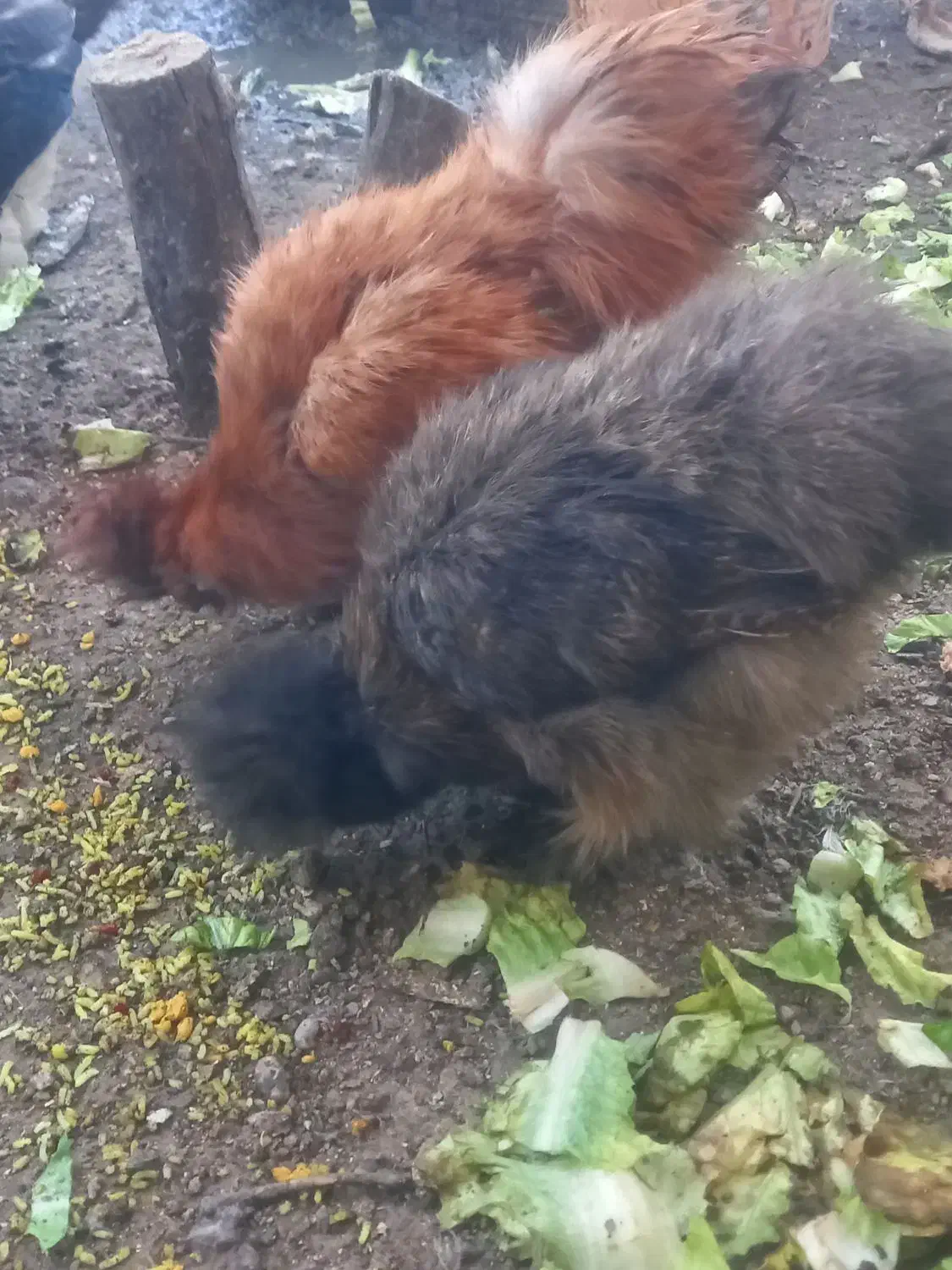 فروش مرغ خروس ابریشمی|حیوانات مزرعه|قم, زنبیل آباد|دیوار