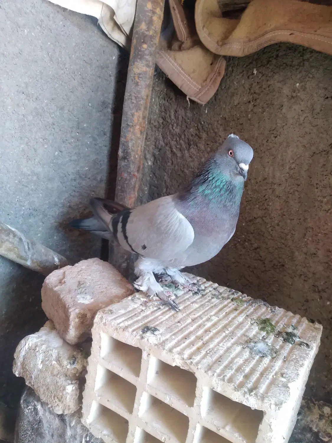 کوهی ماده|پرنده|فارسان, |دیوار