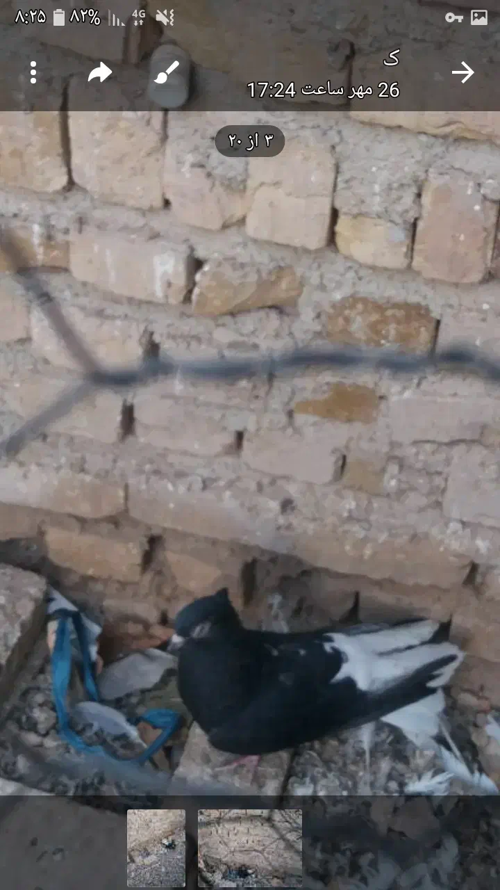 یه عددذیل دم سفیدماده درشت|پرنده|محمدیه-قزوین, |دیوار