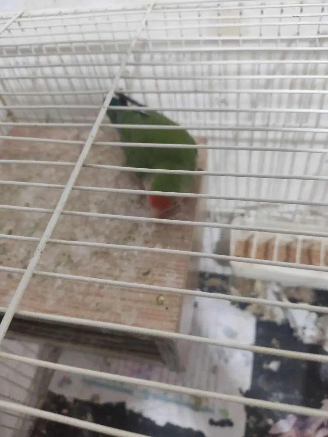 طوطی برزیلی|پرنده|اردبیل, |دیوار