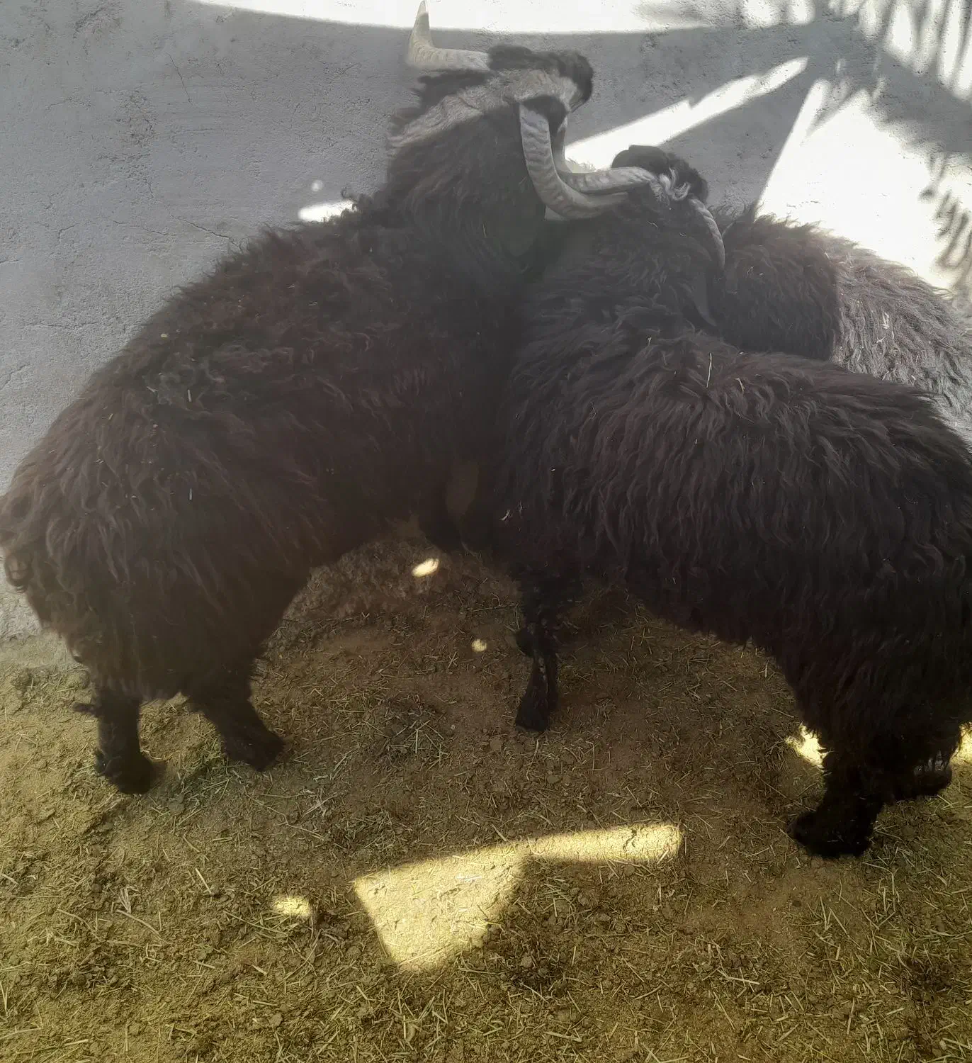 سه عدد بره نر|حیوانات مزرعه|داراب, |دیوار