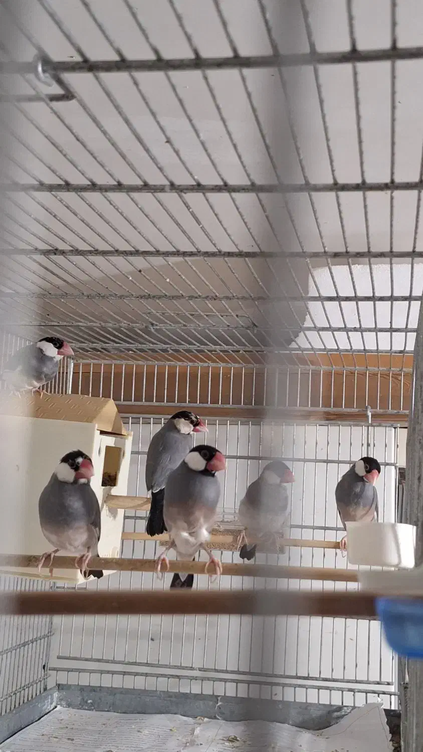 سه جفت فنج نرگسی|پرنده|سمنان, |دیوار