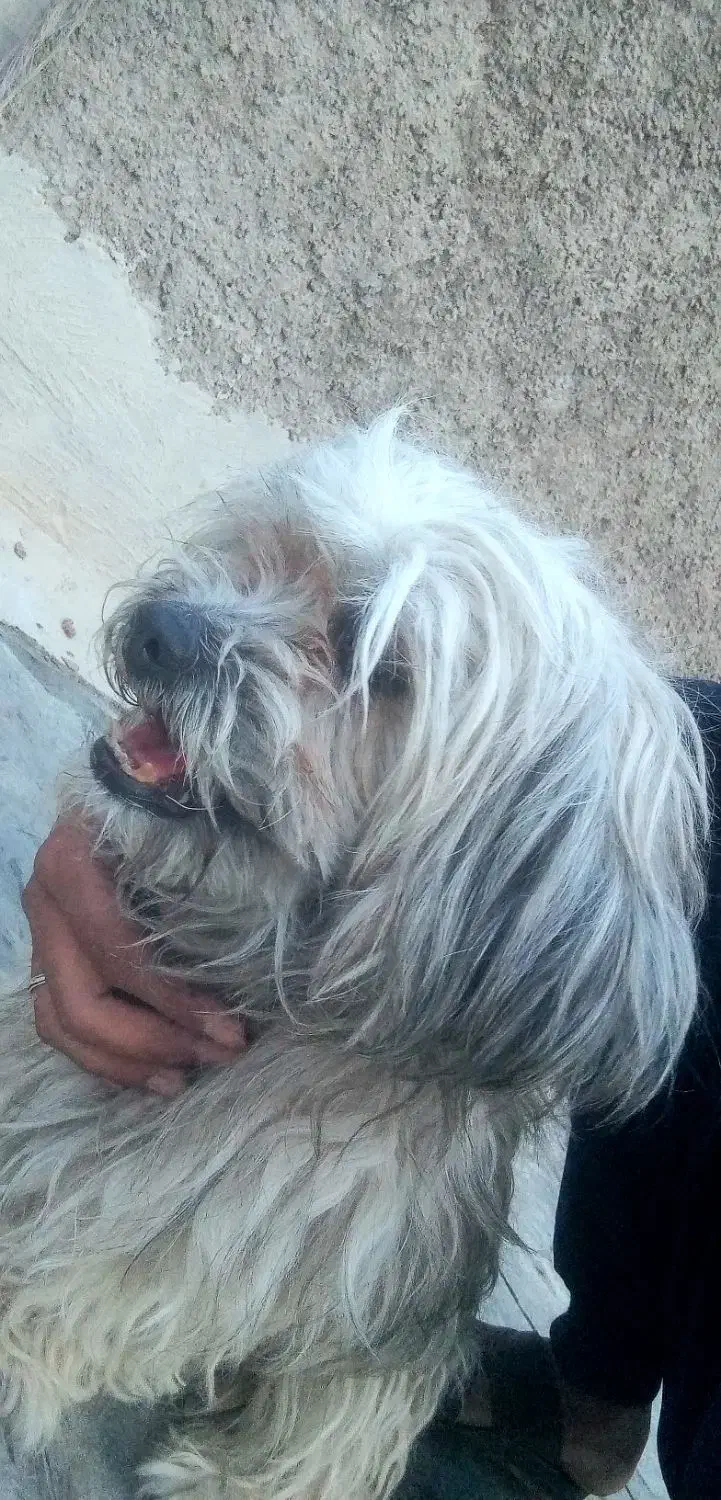 شیتزو پامر فرفری باهوش|سگ|شیراز, سعدیه شمالی|دیوار