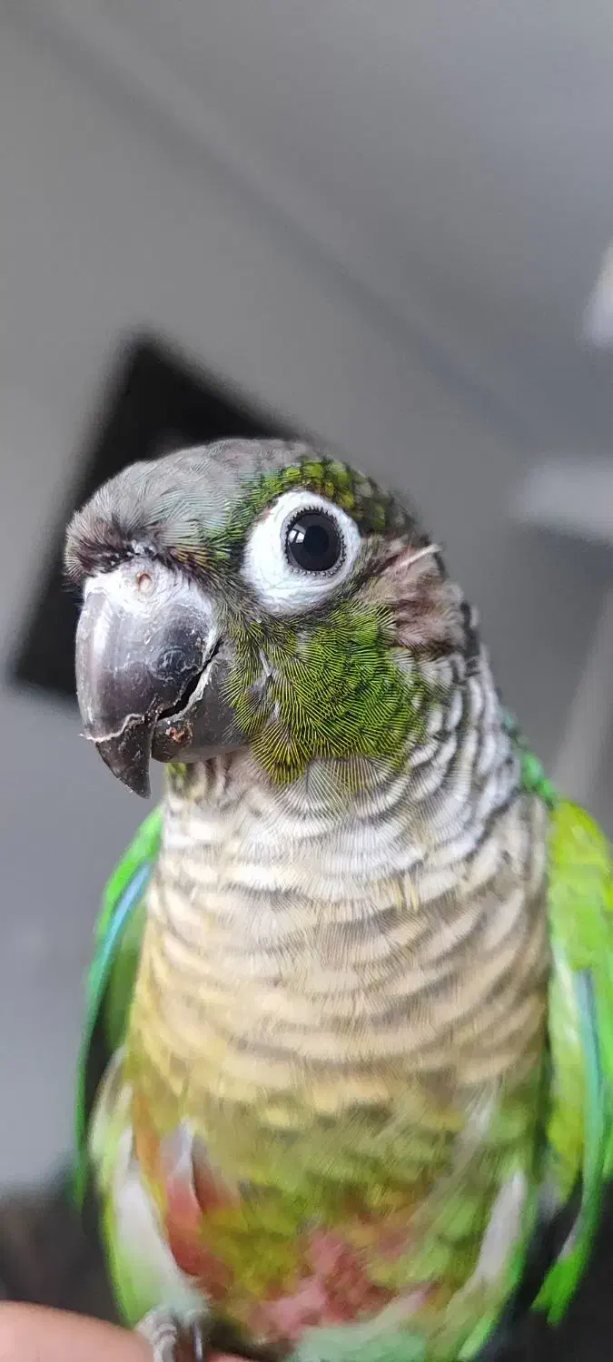 پرنده زینتی|پرنده|اهواز, کیانپارس |دیوار