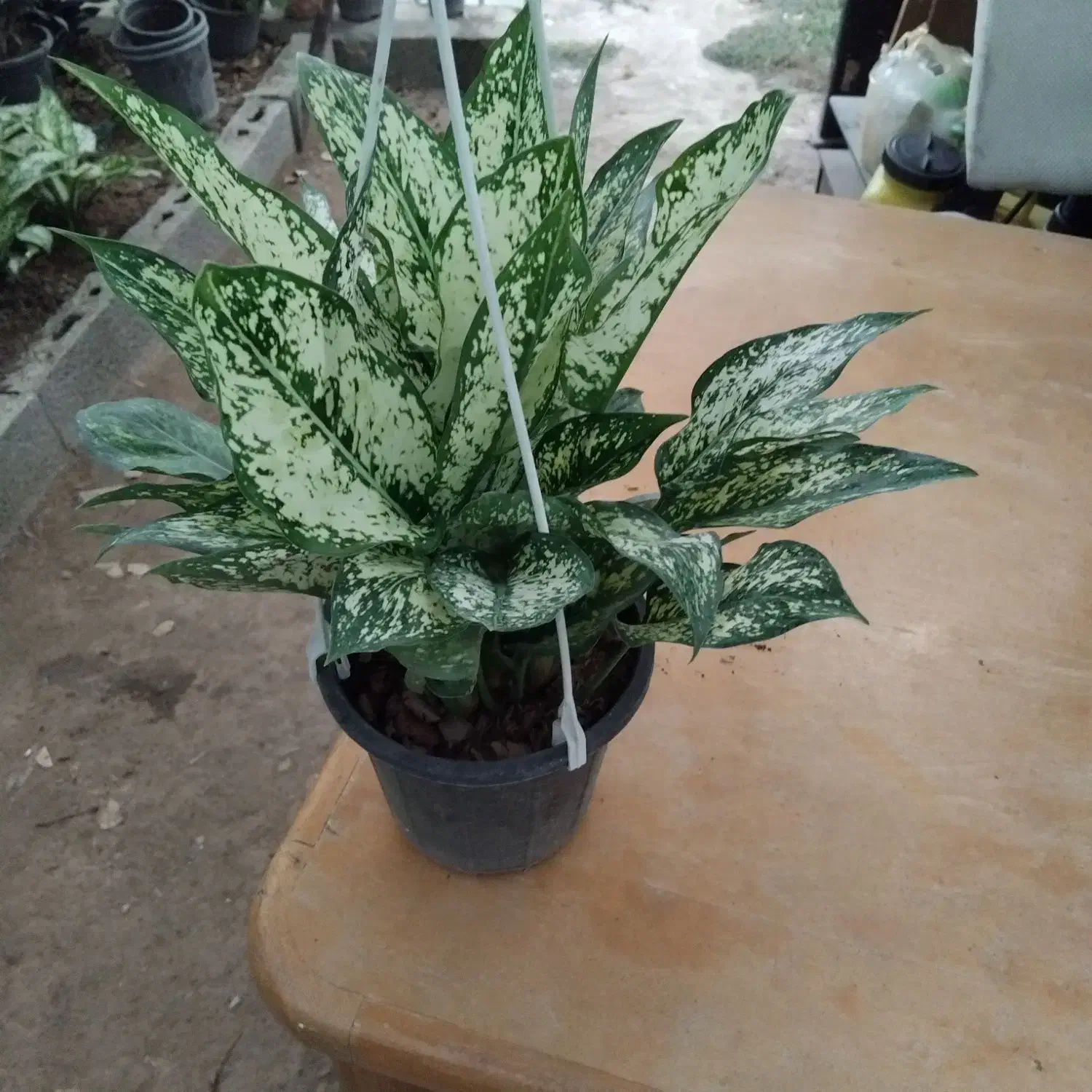 فروش اگونما برفی|گل و گیاه طبیعی|عباس‌آباد, |دیوار