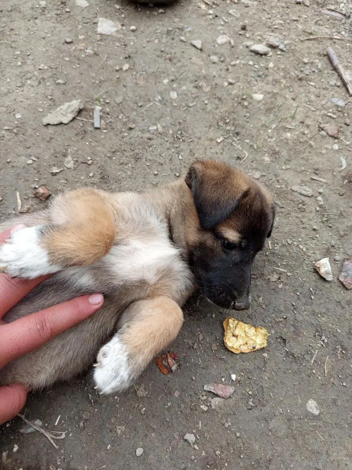 سگ مالینویز|سگ|بهشهر, |دیوار