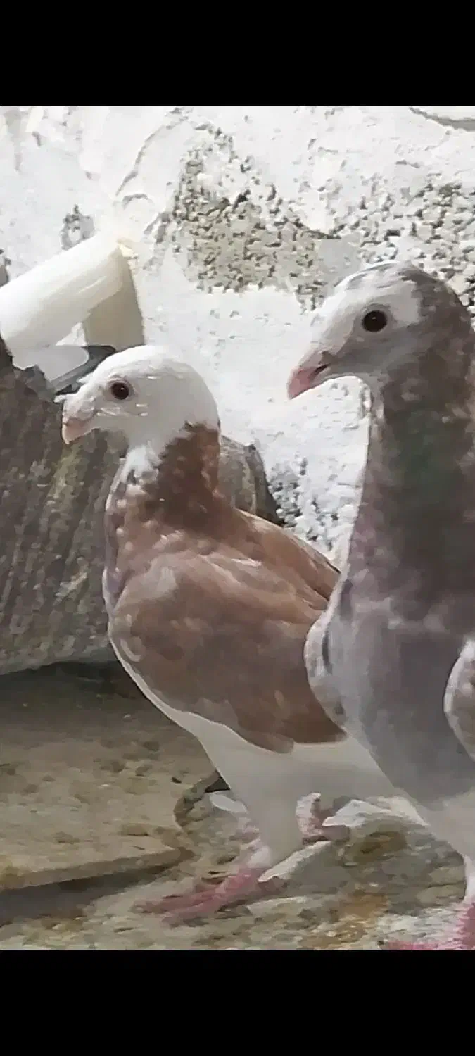 کبوتر پلاکی|پرنده|جره و بالاده, |دیوار