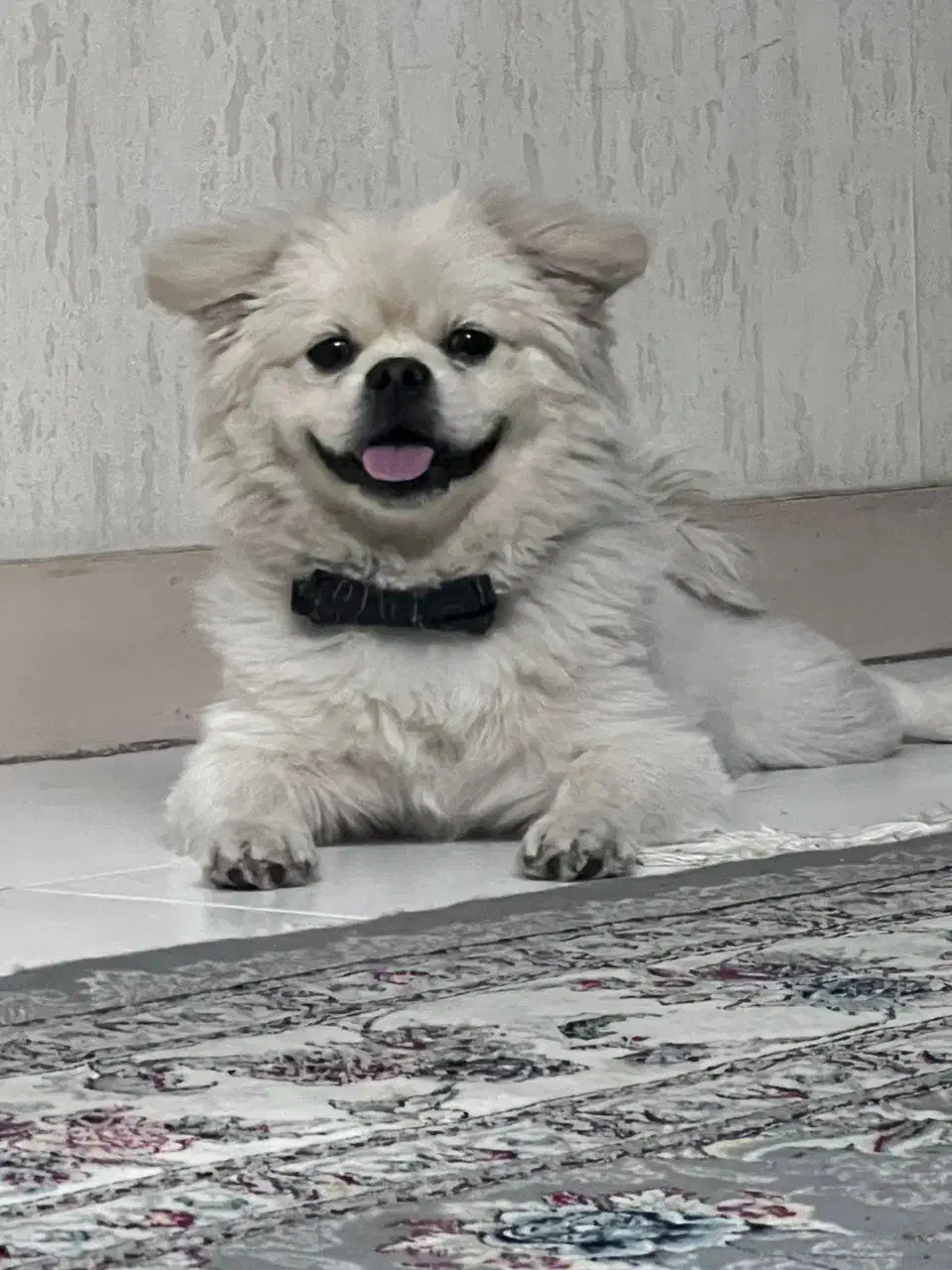 سگ کراس 9 ماهه|سگ|ری, شهرک نظامی|دیوار