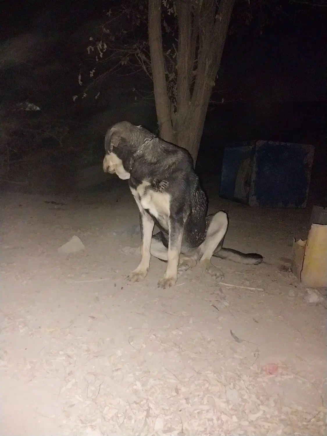 پژدر اصل با رنگ خاص و شجره|سگ|کرج, لشکر ده سید الشهدا|دیوار