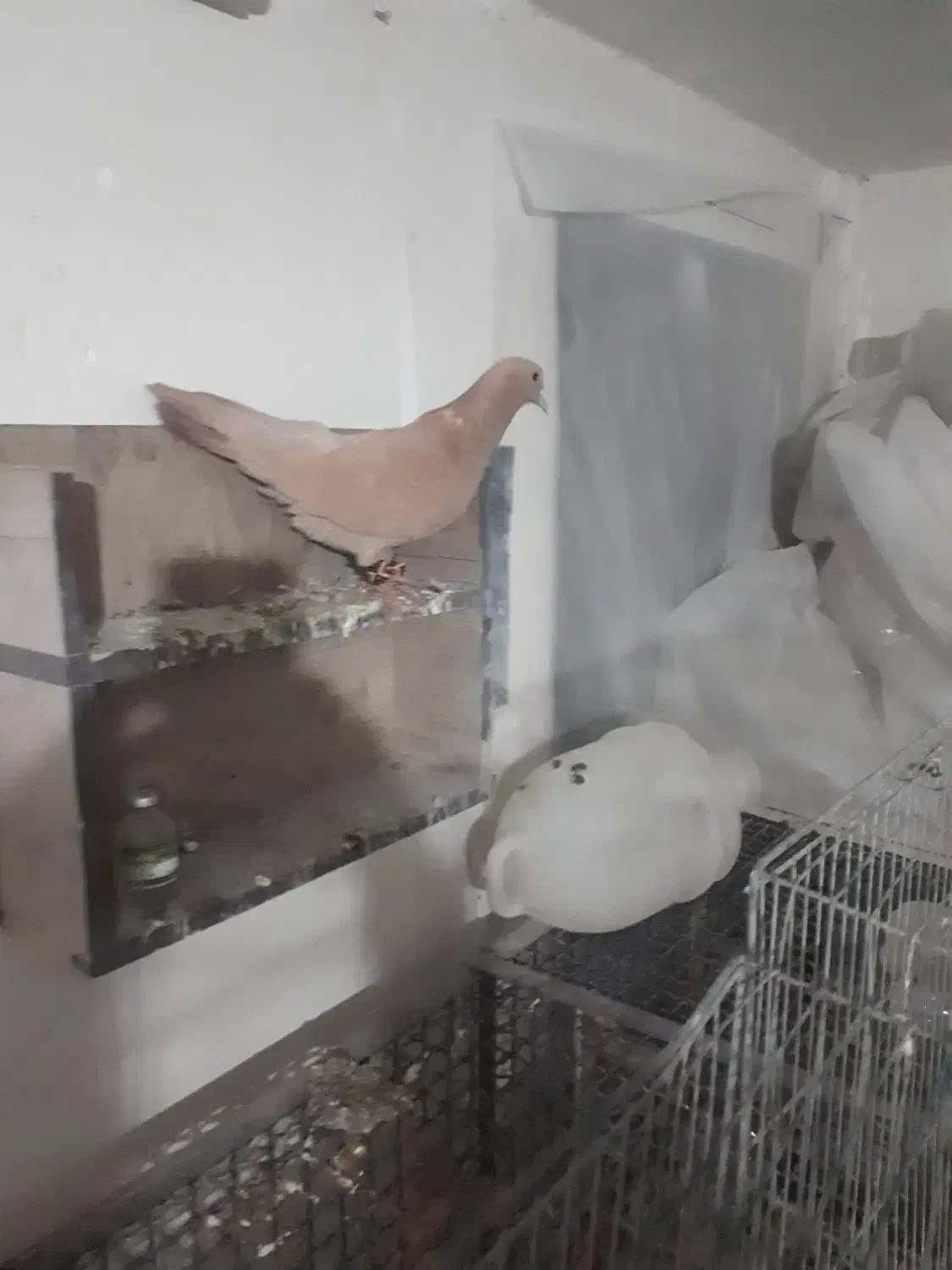 کبوتر|پرنده|بجنورد, |دیوار